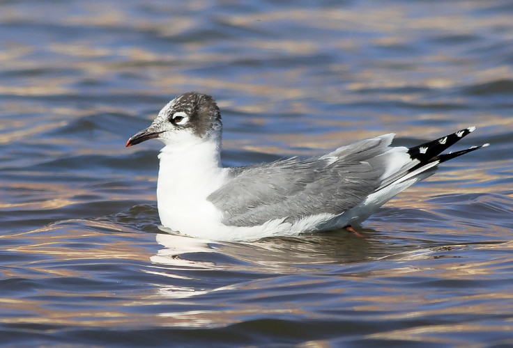 Non-breeding Franklin's Gull