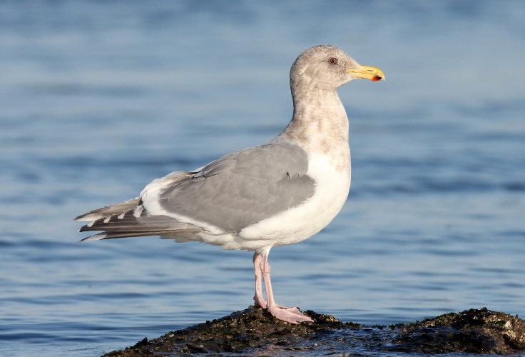 Non-breeding Glaucous-Winged Gull
