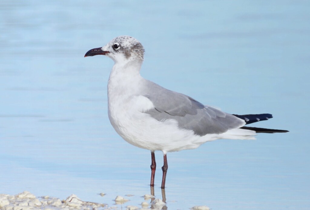 Non-breeding Laughing Gull