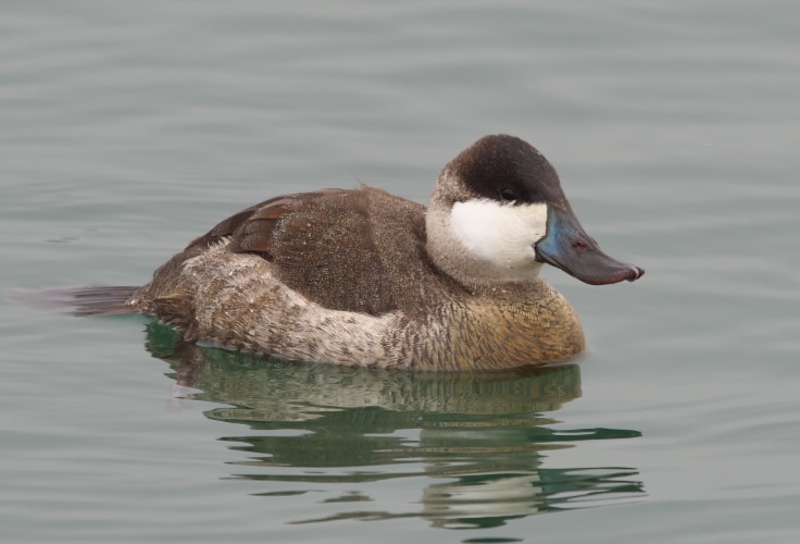 Non-breeding male Ruddy Duck