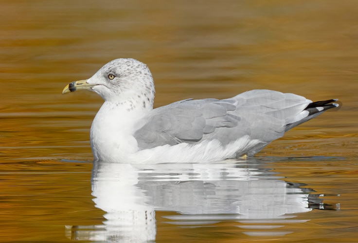 Non-breeding Ring-Billed Gull