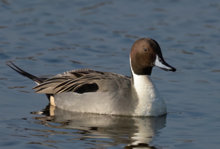 Northern Pintail (Anas acuta)
