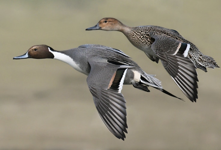 Northern Pintail pair in flight