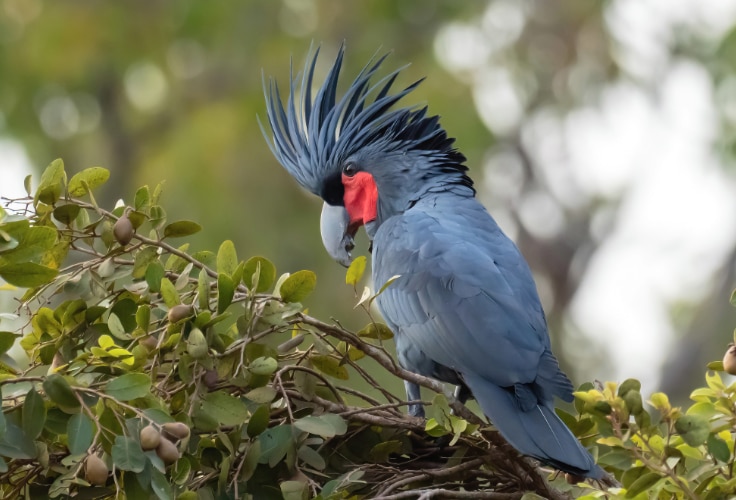 Palm Cockatoo (Probosciger aterrimus)