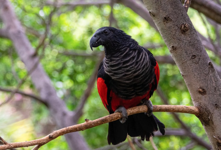Pesquet's Parrot (Psittrichas fulgidus)