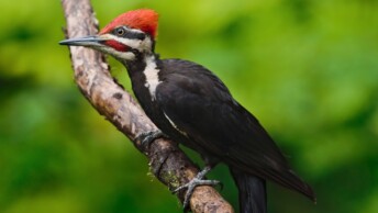 Pileated Woodpecker (Dryocopus pileatus)