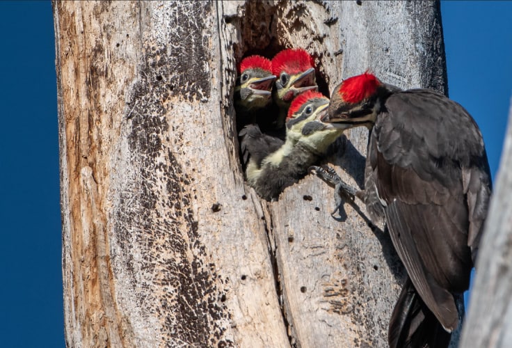 Pileated Woodpecker feeding its chicks