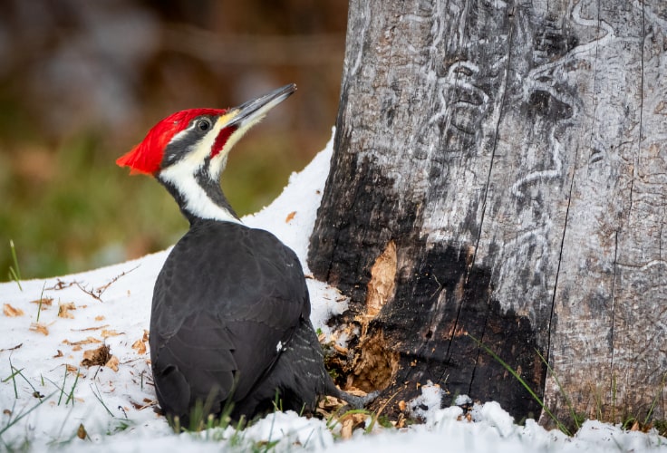Pileated Woodpecker foraging along a tree trunk