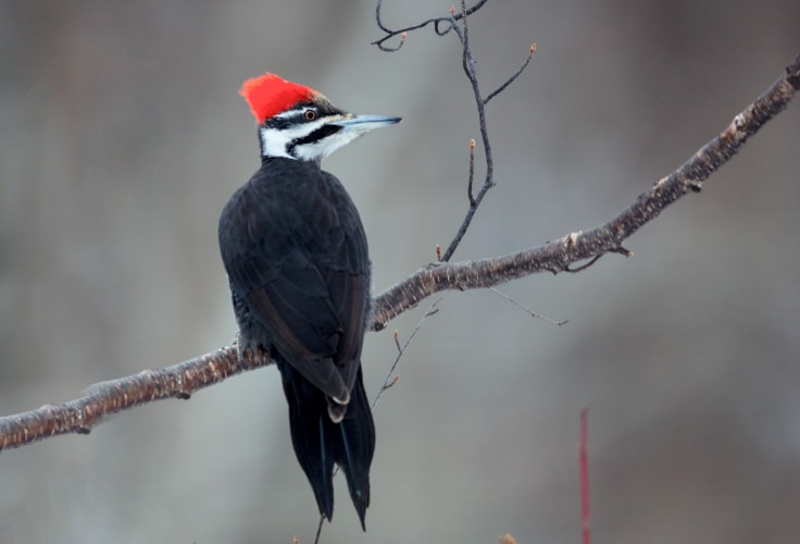 Pileated Woodpecker perched on a branch