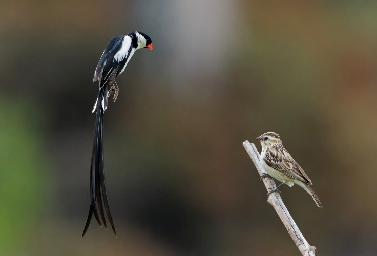 Pin-Tailed Whydah courtship display