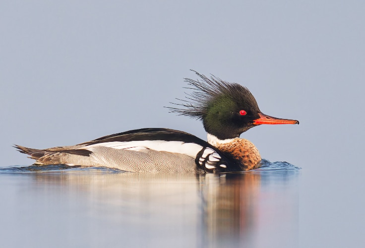 Red-Breasted Merganser (Mergus serrator)
