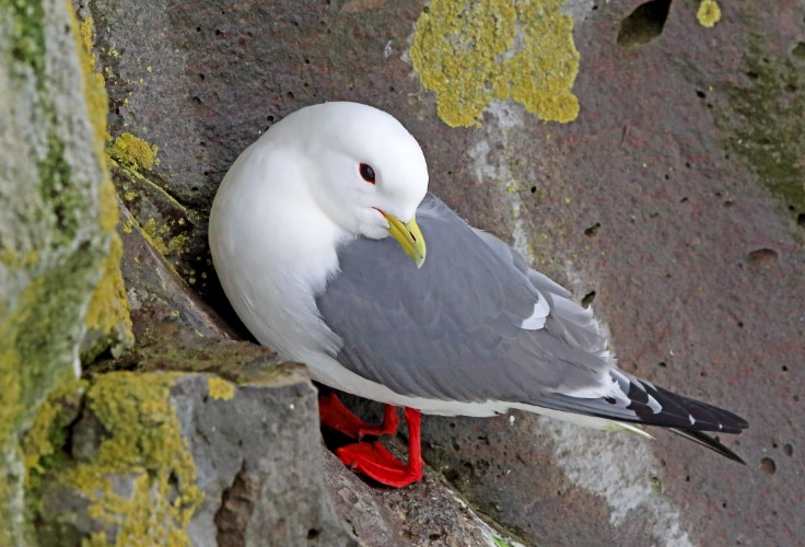 Red-Legged Kittiwake (Rissa brevirostris)