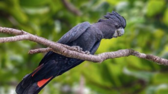 Red-Tailed Black Cockatoo (Calyptorhynchus banksii)