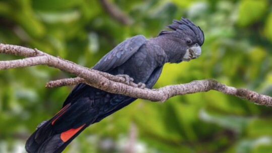 Red-Tailed Black Cockatoo (Calyptorhynchus banksii)