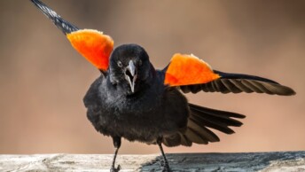 Red-Winged Blackbird displaying territorial aggression