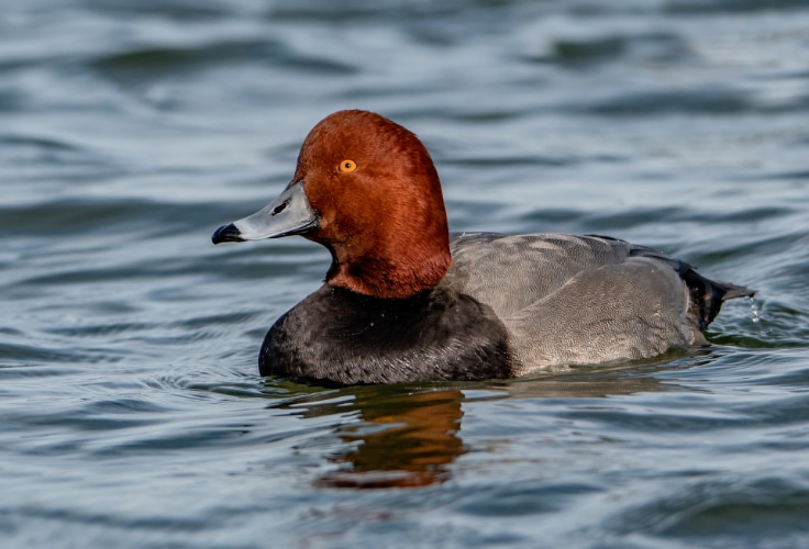 Redhead (Aythya americana)