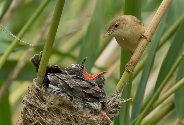 Reed Warbler raising a cuckoo chick