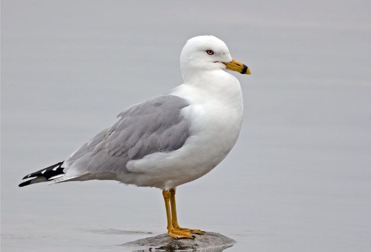 Ring-Billed Gull (Larus delawarensis)