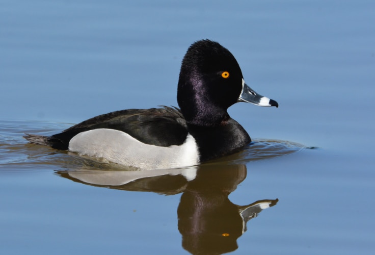 Ring-Necked Duck (Aythya collaris)
