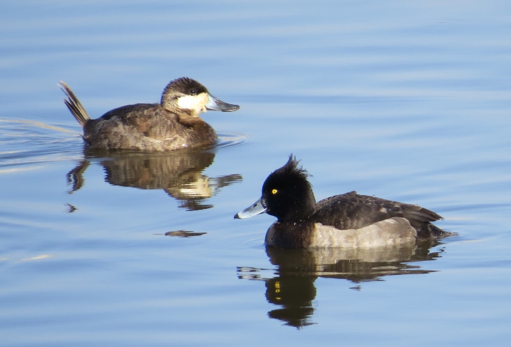 Non-breeding male Ruddy and subadult Tufted ducks