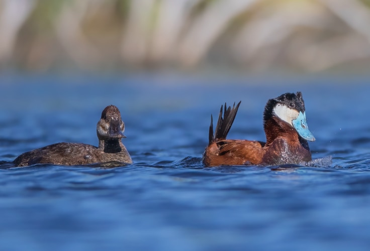 Ruddy Duck pair