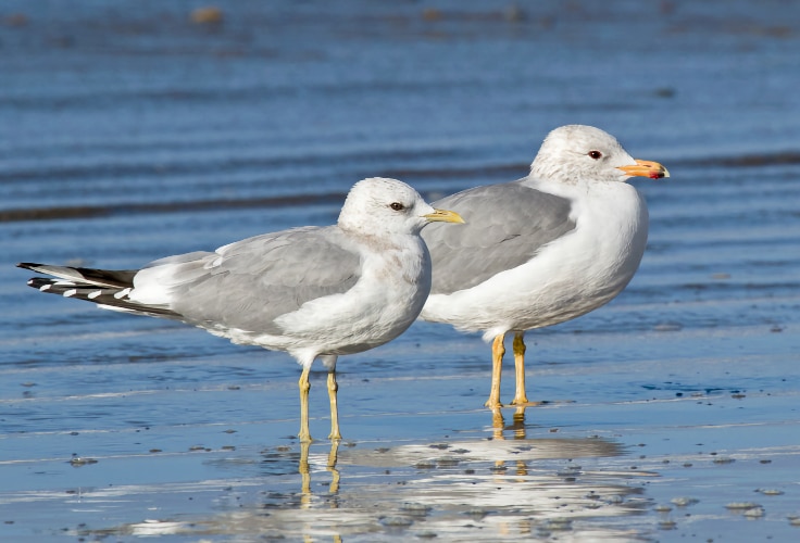 Short-Billed Gull and California Gull