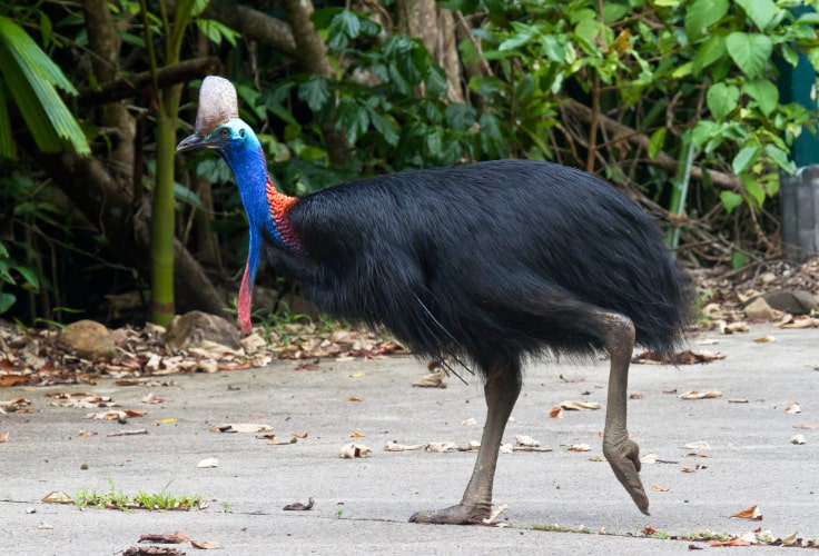 Southern Cassowary in an abandoned parking lot