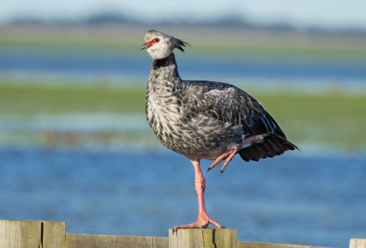 Southern Screamer (Chauna torquata)