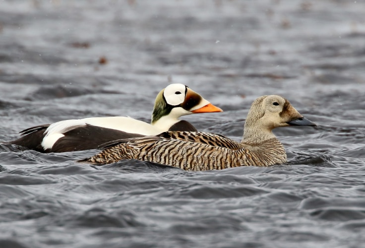 Spectacled Eider pair