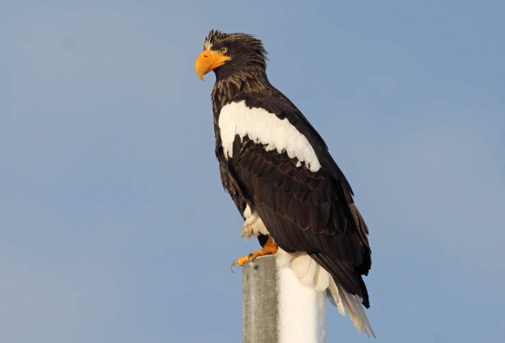Steller's Sea Eagle (Haliaeetus pelagicus)