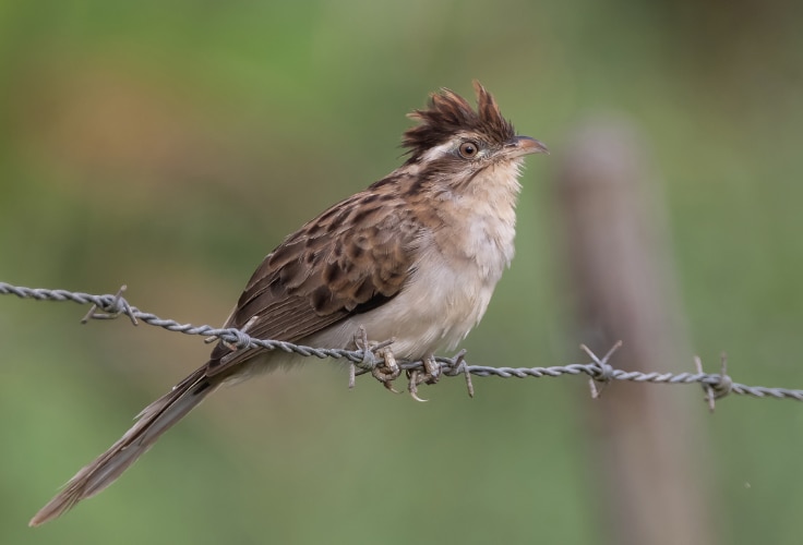 Striped Cuckoo (Tapera naevia)