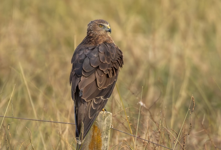 Swamp Harrier (Circus approximans)