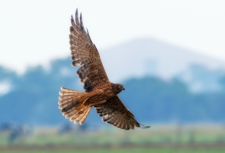 Swamp Harrier in flight