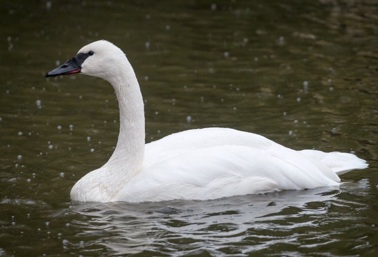 Trumpeter Swan (Cygnus buccinator)
