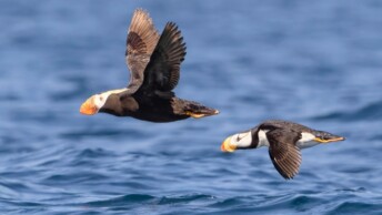 Tufted and Horned puffins