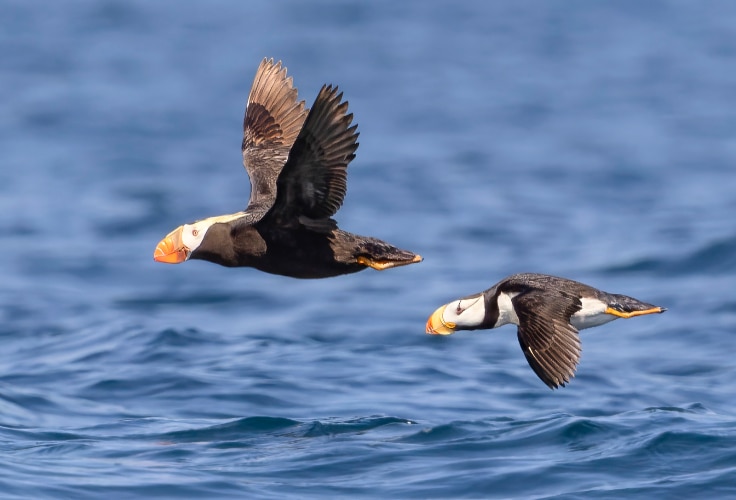 Tufted and Horned puffins