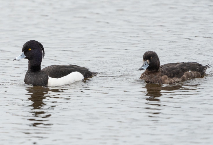 Tufted Duck pair