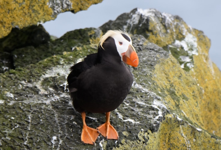 Tufted Puffin (Fratercula cirrhata)