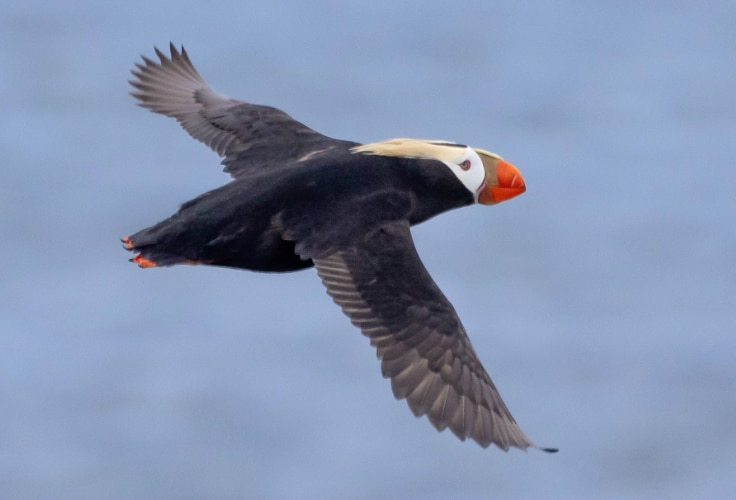 Tufted Puffin in flight