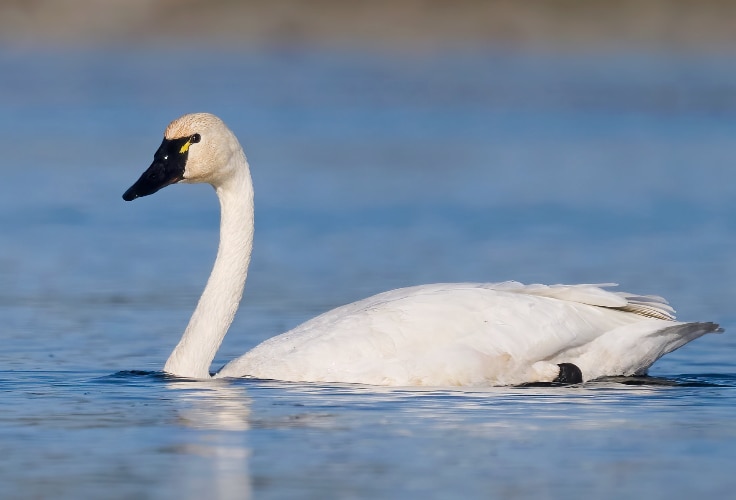 Tundra Swan (Cygnus columbianus)