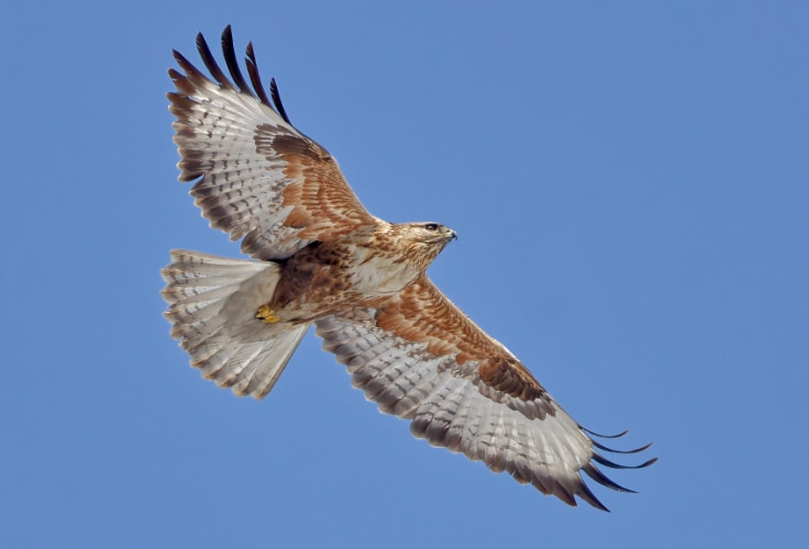 Upland Buzzard in flight