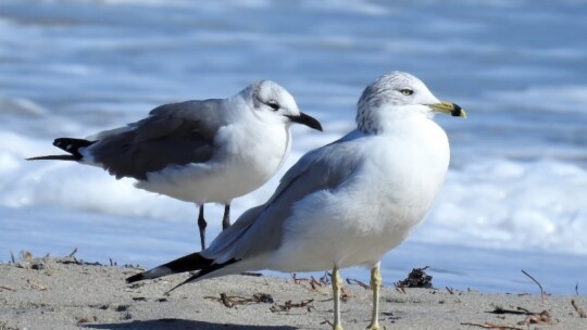 Various gull species found in North America