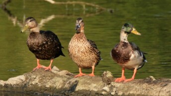 Various North American duck species