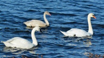 Various swan species