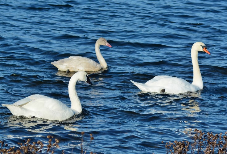Various swan species