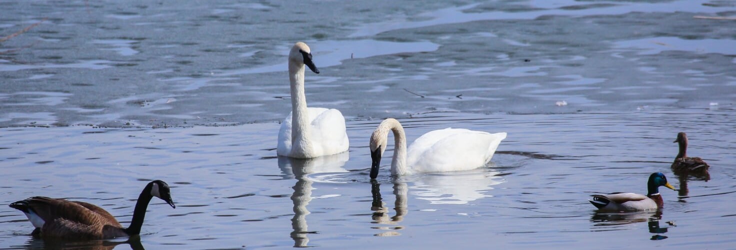 Various waterfowl species (Anseriformes)