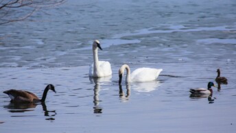 Various waterfowl species (Anseriformes)