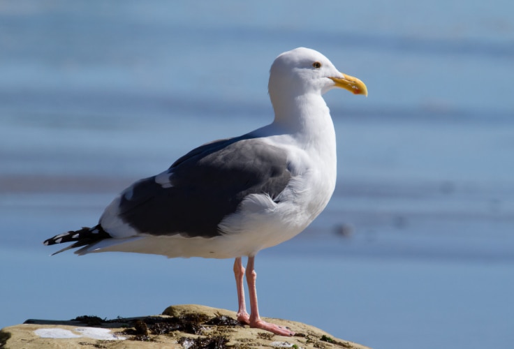 Western Gull (Larus occidentalis)