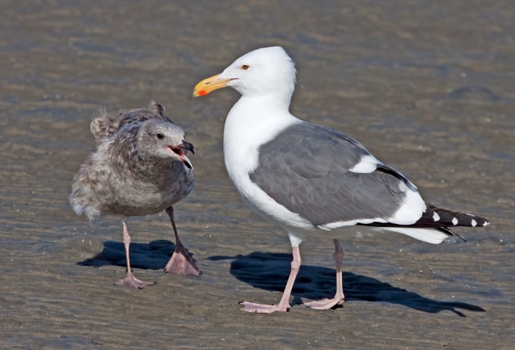 Western Gull with its chick