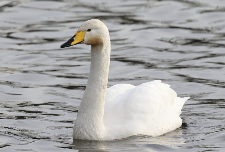Whooper Swan (Cygnus cygnus)